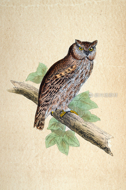 欧亚scops猫头鹰，Otus scops，猛禽，野生动物，鸟类，艺术，19世纪